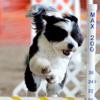 Ruffgers Dog Univ. (@ruffgersdogu) 's Twitter Profile