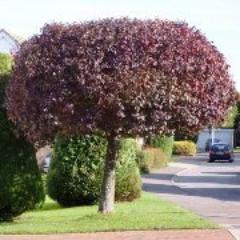 TVTreeSurgeons's profile picture. Test Valley Tree Surgeons provide a free site visit and no obligation quote for their complete range of tree services.