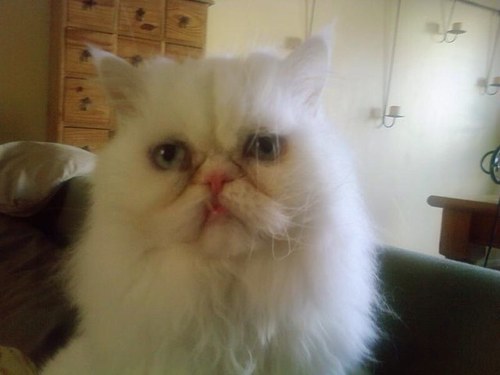 SonPritch's profile picture. 