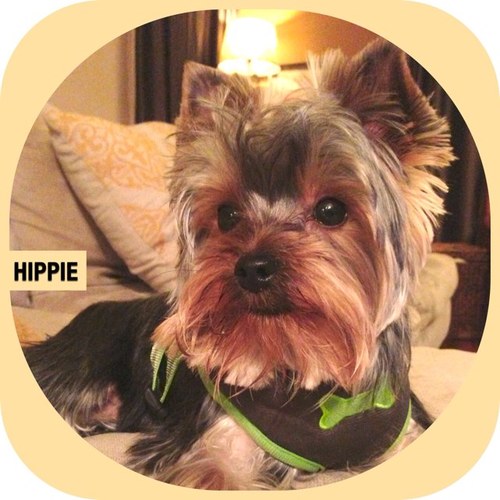 HIPPIETHEDOG's profile picture. 