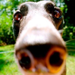 The official twitter page of Midwest Greyhound Adoption. Placing hounds in homes since 1991.
