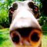 mgagreyhound's profile picture. The official twitter page of Midwest Greyhound Adoption. Placing hounds in homes since 1991.