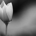 Tania Flint - @flintzoo - Twitter