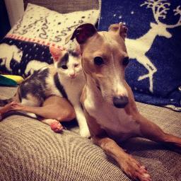ホップとポコリの飼い主（女）です。