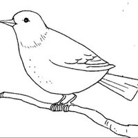 Common Bird🔆 (@bird_common) 's Twitter Profile