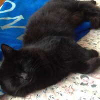 Kat (@dragonkat8) 's Twitter Profile