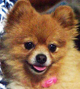 nob_k7's profile picture. PENTAX写真愛好家 IQP現場にも出没してます♪
使用機器歴 メイン機:K10D,K20D,K-7,K-5,K-5II,K-5IIs,K-3,K-3II,K-1,K-1mk2 サブ機:K-m,K-x,K-30,KP 最近はSONY併用
撮影写真を使用して頂いたツイートを中心にリツイートさせて頂いています📷