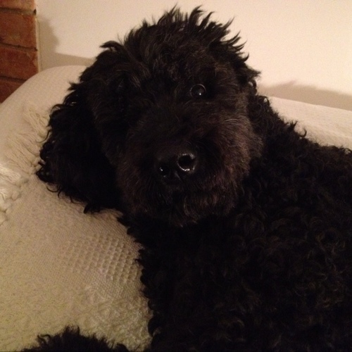 Philosophical discussions - Derrida, knots, aporias - sleeping, caring for loved ones, being playful and loveable. My (de)constructed musings are my own - woof!