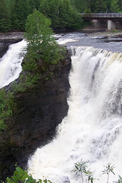 IrisBear1414's profile picture. 