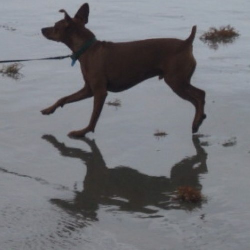 seashelldog's profile picture. Writer, teacher, traveler, chef...and more