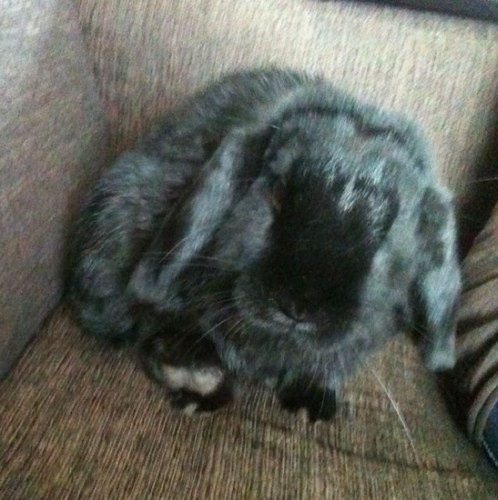 Bartreukers's profile picture. Corsogroep Boschkempers | Fem | Ise | Mueller | Seat leon 1.0 tsi | 22-06-2012 |