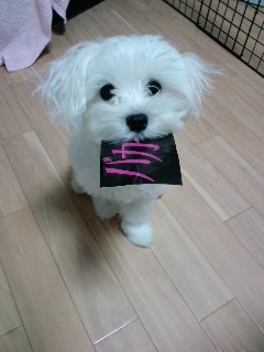 北海道在住。動物と漫画が大好き！愛犬は2009年生まれのマルチーズくんです(*´꒳`*)