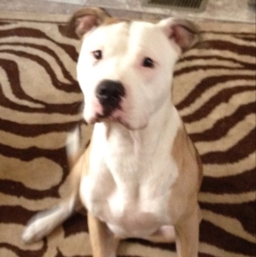 My name is Pa im a dog.