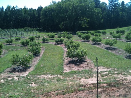 RealLifeOrchard's profile picture. Harvest for Real Life is a 3 acre fruit orchard in Fayette County, Ga.  All the fruit is given away to hurting families thru The Real Life Center.