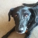 Leah Danielson - @swimmergrl325 - Twitter