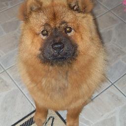 meu querido cachorro