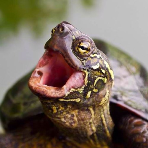 Simplyturtle's profile picture. Just a simple turtle