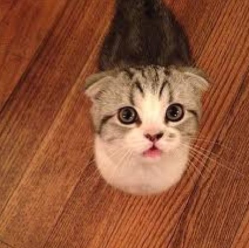 Who's Taylor swift? ew. Obsessing over Taylor and her cat Meredith is my daily routine. Don't like it? kcool, I always knew you were trouble.