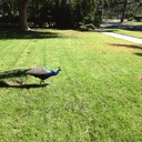 Gilbert Wang - @selleryusa - Twitter