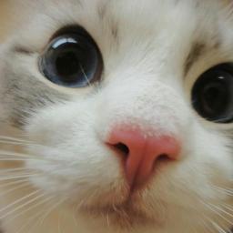 Eskimoses2's profile picture. I'm giving this a shot. Let's see what it becomes.