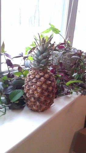 There when u need a pineapple to rely on. I wear your grandpas clothes, I put a whole in them.