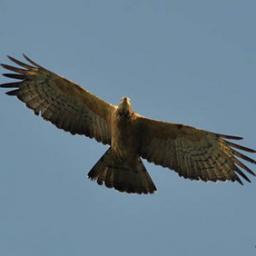 rajawalisakti4's profile picture. 