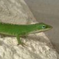 BillTheLizard (@billthelizard) 's Twitter Profile