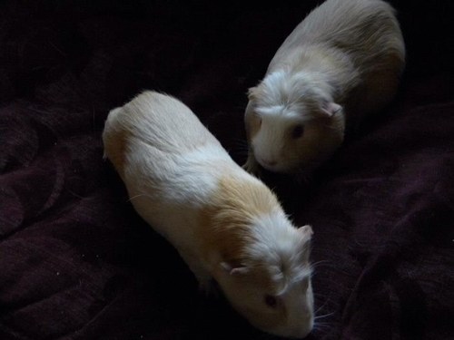 We r tom n jerry twin 2 year old guinea pigs, we have bros  @silvesterntweet and @bugseywabbit and sister @sukiplum. Our mummy @timndebs and daddy @wilderskydog