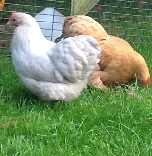 Madam Saffron, a beautiful pekin bantum & her girlies live with a crazy collection of animals & humans. She is the boss, naturally