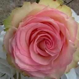 JanellDeal's profile picture. 