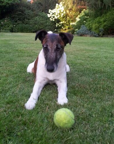 Bestuurskundige, Filosofie, Art Deco,Sauna, Stedelijke Architectuur, Connaisseur,FCT ,Wandelen,JLC , Audi Q3 en Engelse Foxterrier DANNY!
