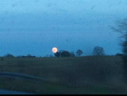 todlos's profile picture. 