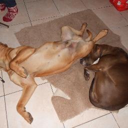 Barry_Halpin's profile picture. my name is barry i live in dublin i love wwe and my favourite wrestlers is  brock lesnar and sheamus