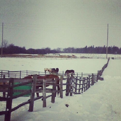 NicoleHo_O's profile picture. 