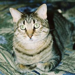 lenovot's profile picture. Bowties are cool.