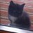 CindyTrward's profile image