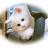 Boanbird's profile image