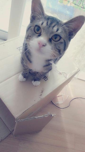 fuzzyvodka's profile picture. /무도짱/여행/기차/고양이/자전거/기타드럼배울래/ 스노우 보드/보드게임/개드립 대환영/처음시작하는 초보예요 관심이 필요해요..ㅜㅜ