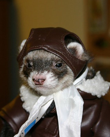 Devious ferret is devious. Dook dook!