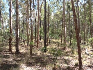 KaranaBushRat's profile picture. Feral immigrant, multiple introductions since 1788. With a bad tennis habit. Trying to live an evidence based life. Show me the data.