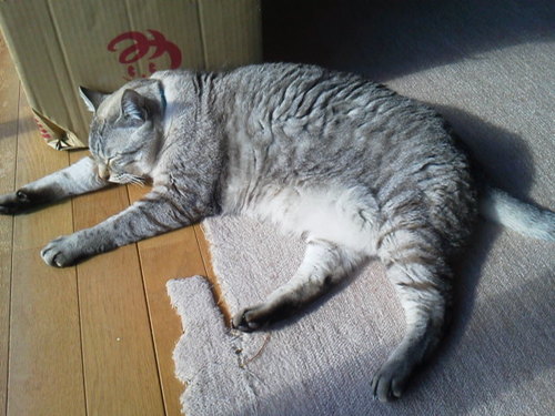 tammy8860's profile picture. 趣味はお料理と相撲観戦。最近、俳句を始めました。 I live in Shikoku island in Japan. I love dogs, cats, Snoopy's　humor, cooking and watching Sumo. I have started Haiku recently.