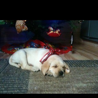 SandyPjs's profile picture. 