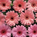 Lisa Pledger - @lalisa11 - Twitter