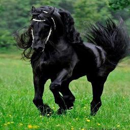 orlain14623's profile picture. 