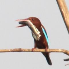 mukherjee_ps's profile picture. A tv journalist. Blogger. Started WALKING TOUR service.