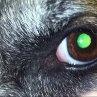 green pupil(@monikernc) 's Twitter Profileg