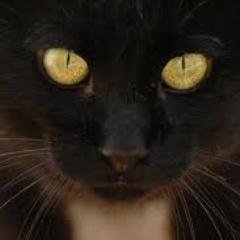 MIRANDOLEBIEN's profile picture. Mirandela