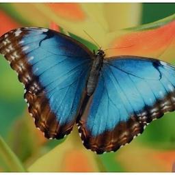 fly free!!!!