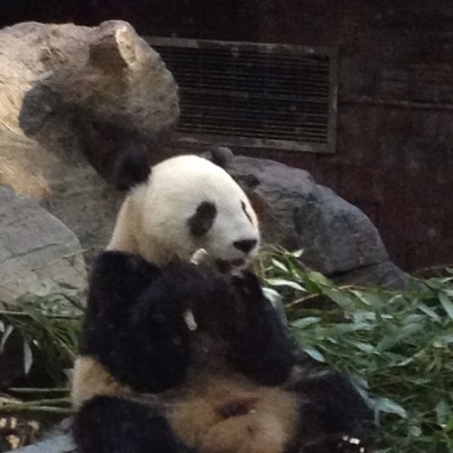 xwildfirex's profile picture. All Round Good Guy