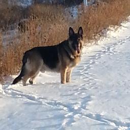 grimmwilbur's profile picture. 